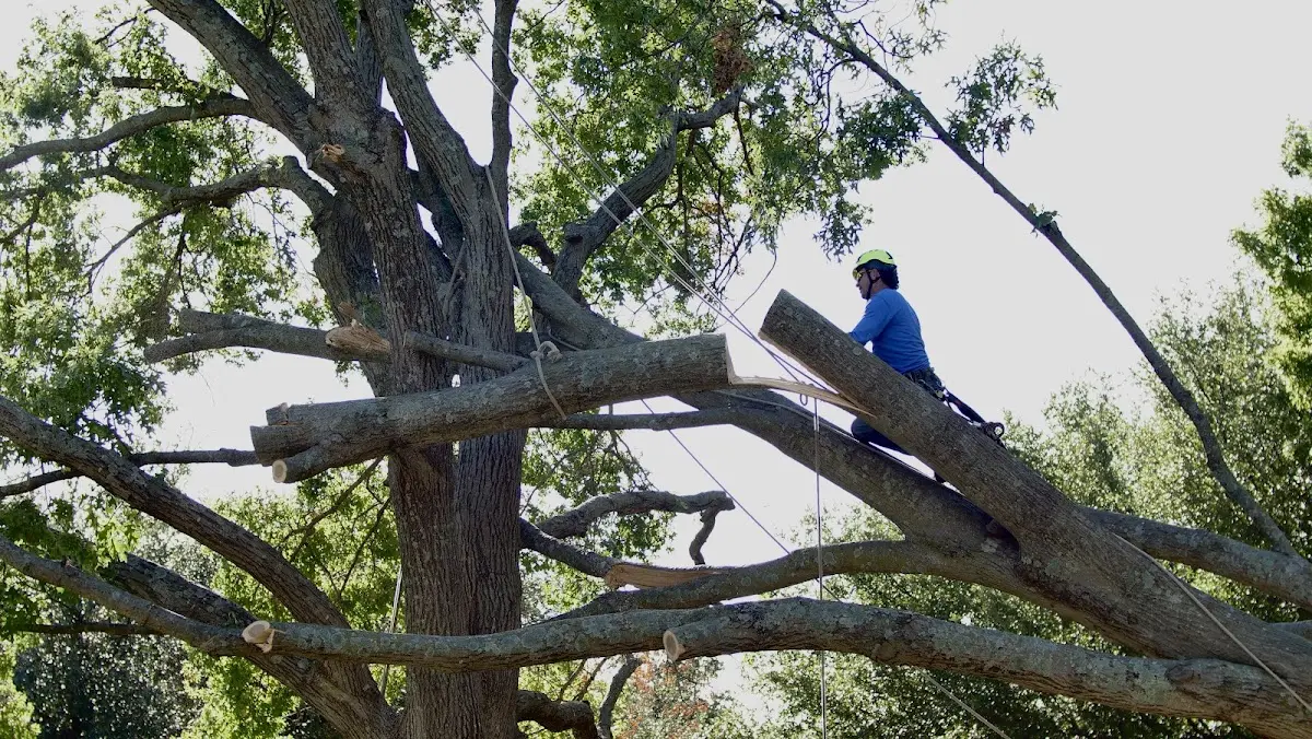 Professional Crown Thinning performed by certified arborists in Gibbon