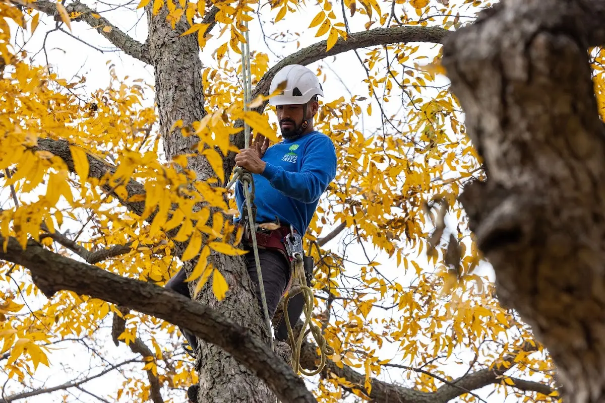 Skilled Tree Transplanting crew working in Gibbon
